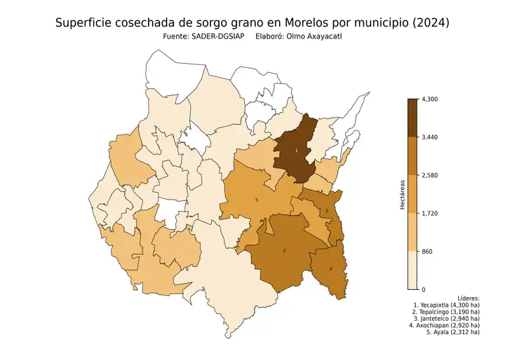Superficie cosechada de sorgo en Morelos por municipio