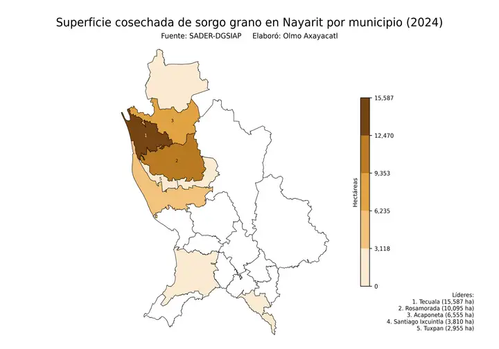 Superficie cosechada de sorgo en Nayarit por municipio