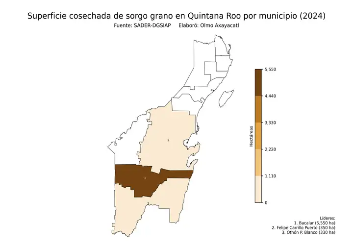 Superficie cosechada de sorgo en Quintana Roo por municipio