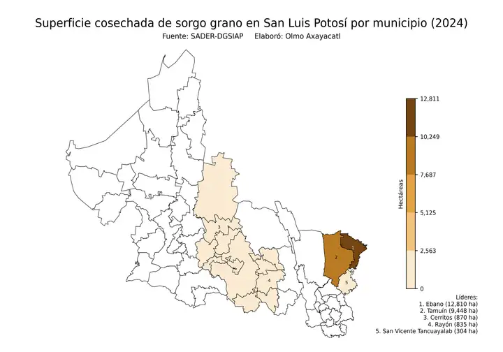 Superficie cosechada de sorgo en San Luis Potosí por municipio
